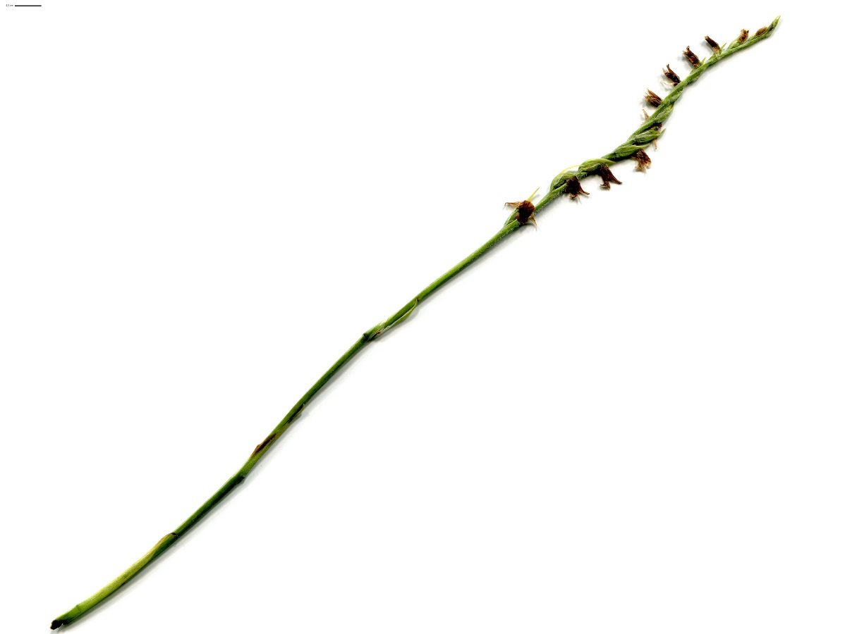 Spiranthes spiralis (Orchidaceae)